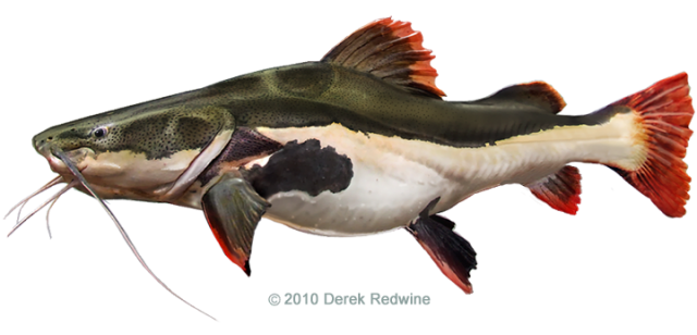 Emblem original  - RTC Catfish pic.png