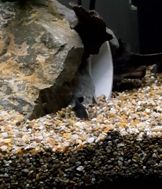 Screenshot_20210510-122455_Video Player.jpg