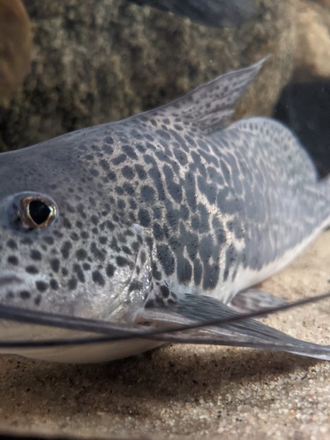 PXL_20210514_064515048.MP.jpg PXL_20210514_064515048.MP.jpg