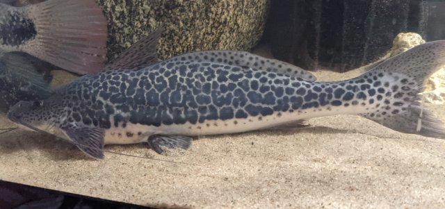 PXL_20210514_064423788~2.jpg PXL_20210514_064423788~2.jpg