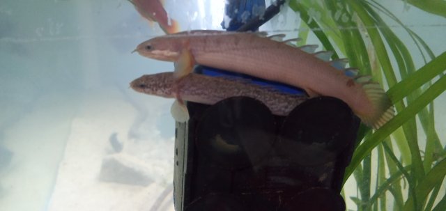 Poly pile 1..jpg