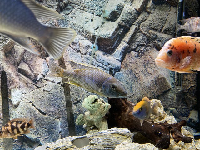 60BD8A31-8798-4AE2-A173-9507E68AB7CB.jpeg 60BD8A31-8798-4AE2-A173-9507E68AB7CB.jpeg