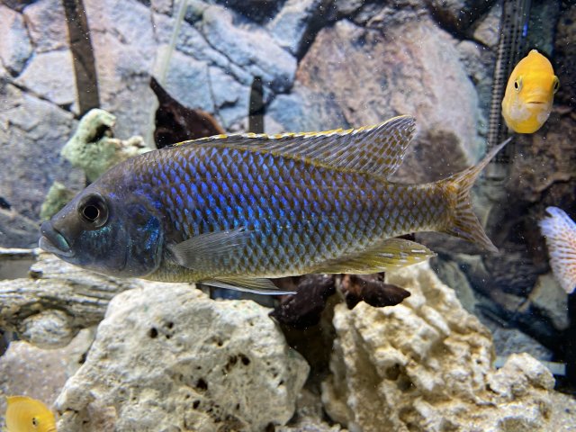 9B619718-4E31-4652-A224-2E11D814AD6F.jpeg 9B619718-4E31-4652-A224-2E11D814AD6F.jpeg