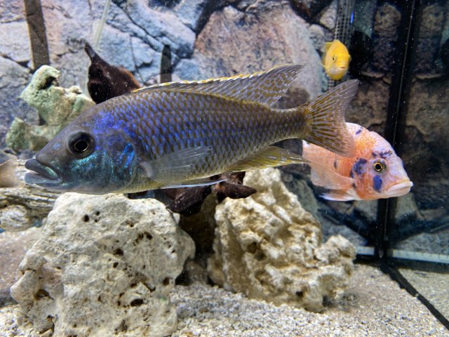 CDBD4D01-EFC7-44F1-A6D8-DED2A2FDB22A.jpeg CDBD4D01-EFC7-44F1-A6D8-DED2A2FDB22A.jpeg