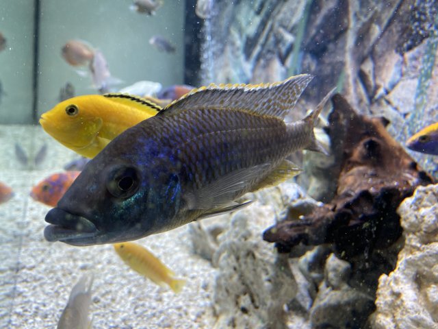 9B5D68B1-397F-4AEA-9138-86C701077497.jpeg 9B5D68B1-397F-4AEA-9138-86C701077497.jpeg