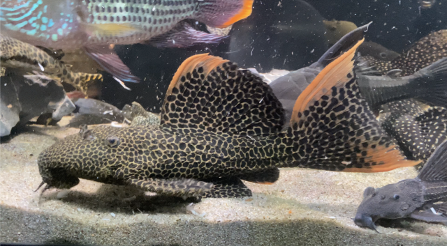 Screen Shot 2021-05-26 at 1.16.40 PM.png