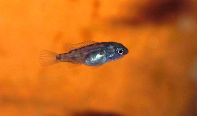 Lufubuchromis_relictus_008.jpg
