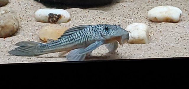 Ghost Pleco.jpg