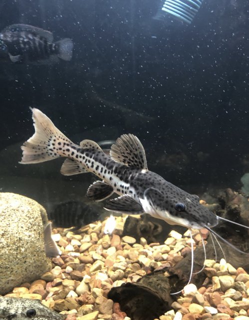 58580272-53EF-48E8-9B18-614A0E008B73.jpeg 58580272-53EF-48E8-9B18-614A0E008B73.jpeg