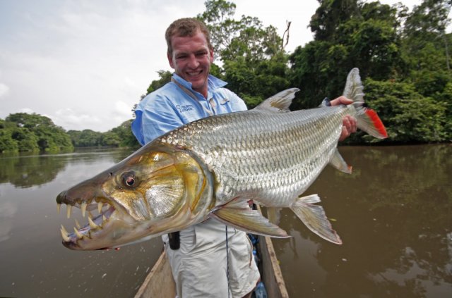 tourette congo big huge world record igfa giante pesce biggest fishes fish of the world pesce ...jpg