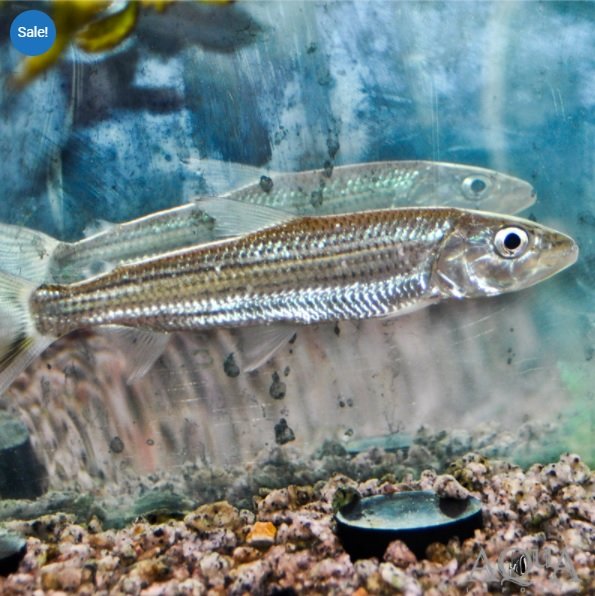 Tiger Fish.jpg