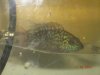 fish 007.jpg