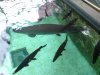 DSC00594111111.jpg