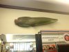 DSC0055666666.jpg