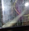 bichir2.JPG