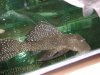 DSC00489.JPG