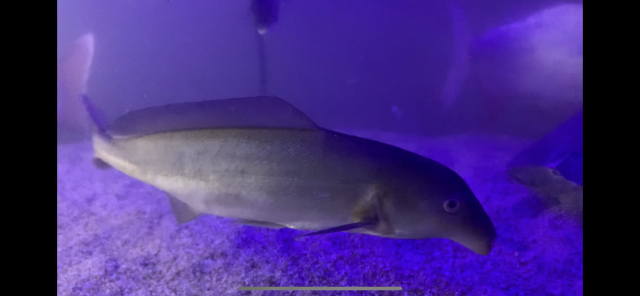 Super aggressive Freshwater Dolphin fish (Mormyrid)
