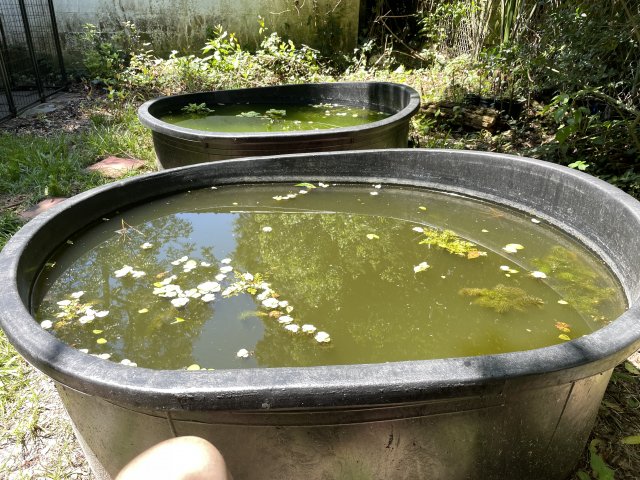 Gymnogeophagus terrapurpura “rio San Juan” | MonsterFishKeepers.com