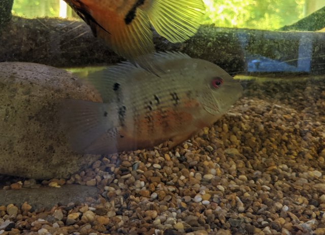 PXL_20210629_015340201~2.jpg PXL_20210629_015340201~2.jpg