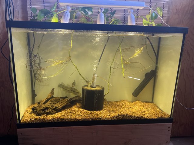 3B8B18F9-7C5E-48B1-99D4-798DF0659CDA.jpeg 3B8B18F9-7C5E-48B1-99D4-798DF0659CDA.jpeg