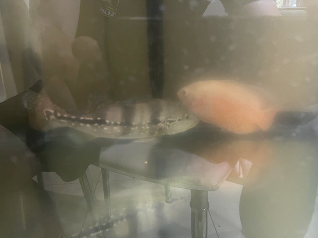 9E3AF79A-FD58-4965-8F45-6899F0E5713F.jpeg