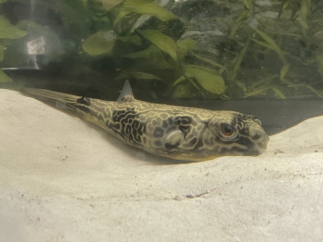 Baby sales mbu puffer