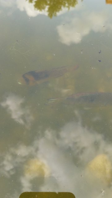 IMG_20210716_152738.jpg