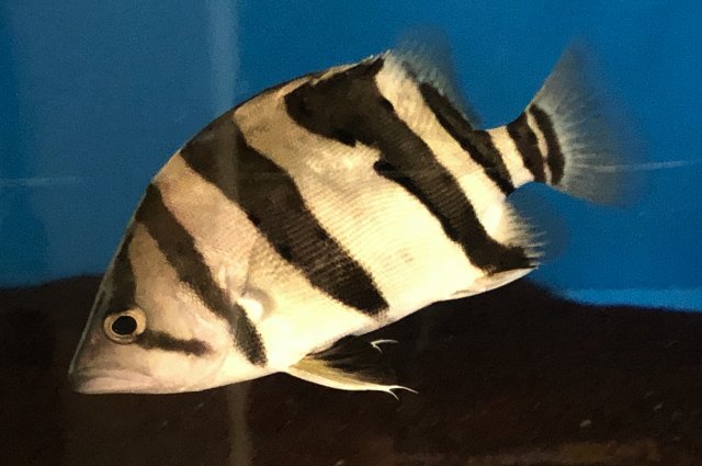 455AE591-E6CB-468C-892D-61B5092E32D4.jpeg 455AE591-E6CB-468C-892D-61B5092E32D4.jpeg