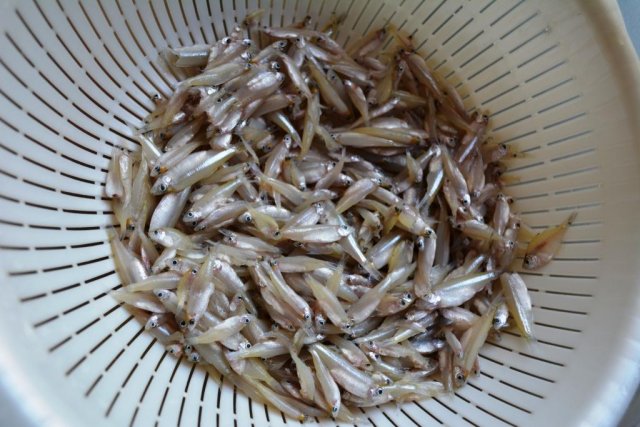 frozenfish.JPG