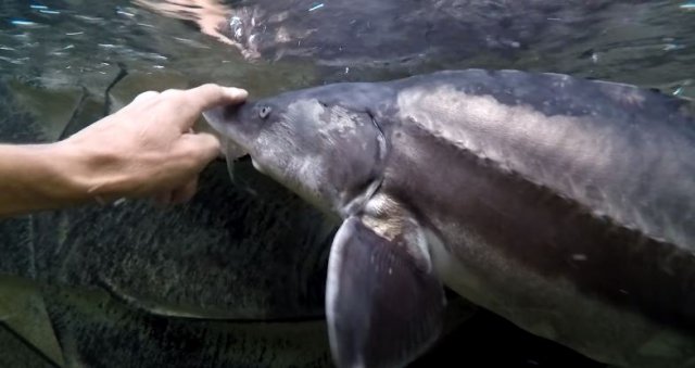 Sturgeon beluga finger on nose.JPG