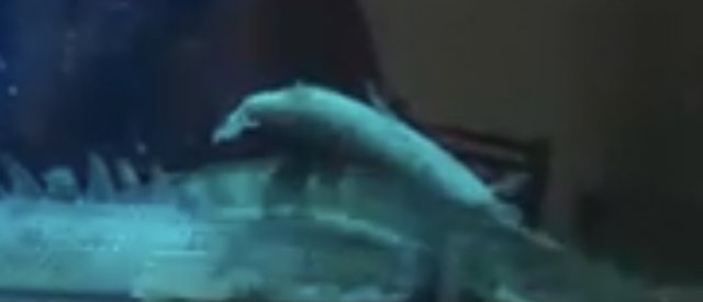 853F4519-DD8F-4538-B85F-D2B63E66BFEF.jpeg 853F4519-DD8F-4538-B85F-D2B63E66BFEF.jpeg