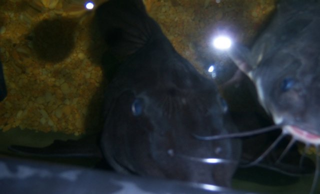 Cactus (2).JPG Cactus (2).JPG