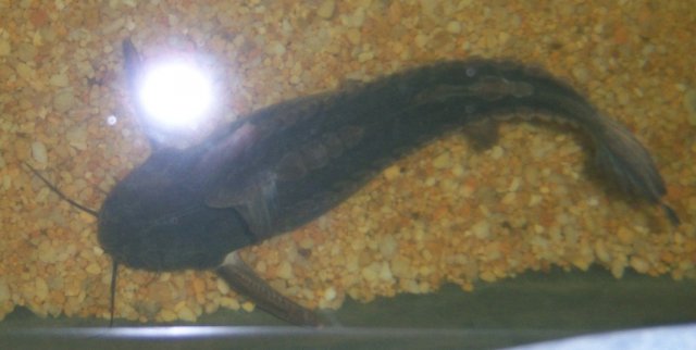 Grany 1.JPG Grany 1.JPG