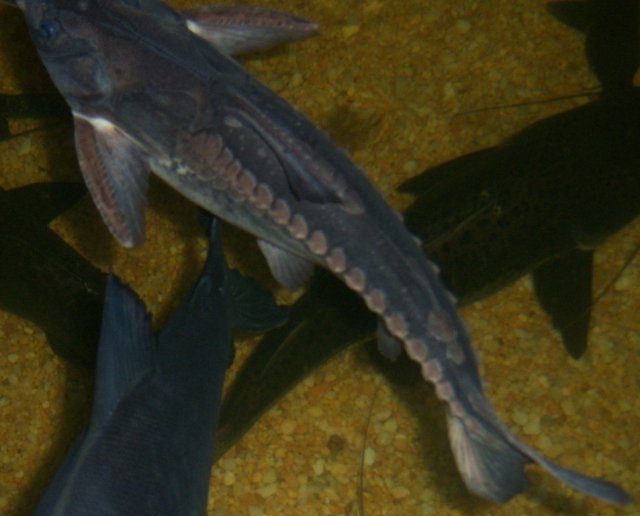 Grany 3.JPG Grany 3.JPG