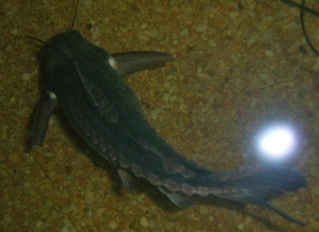 Grany 4.JPG Grany 4.JPG