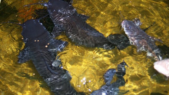 group 14 feeding.JPG group 14 feeding.JPG