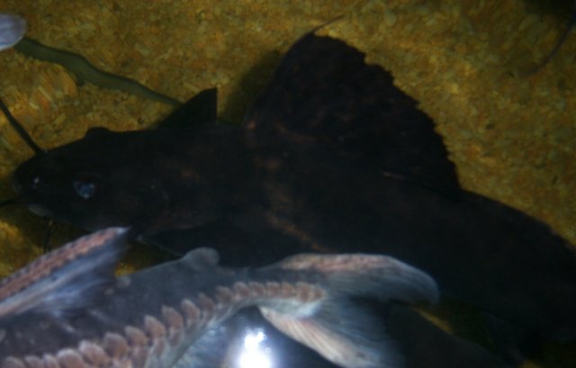 Mr Marbles 4.JPG Mr Marbles 4.JPG