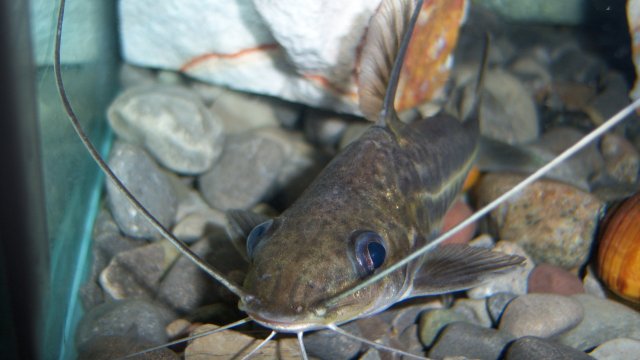 Pimelodus blochii 1.JPG