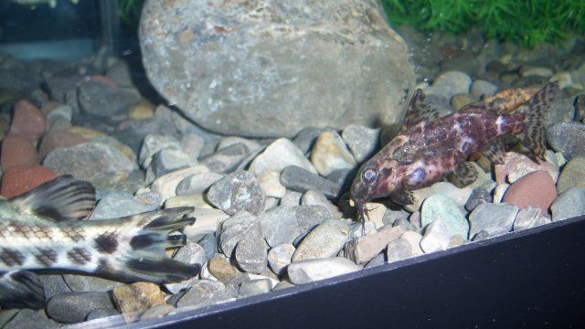 Synodontis nigriventris 1.JPG