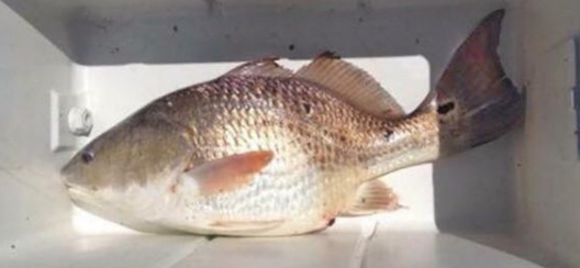 sb red fish.PNG