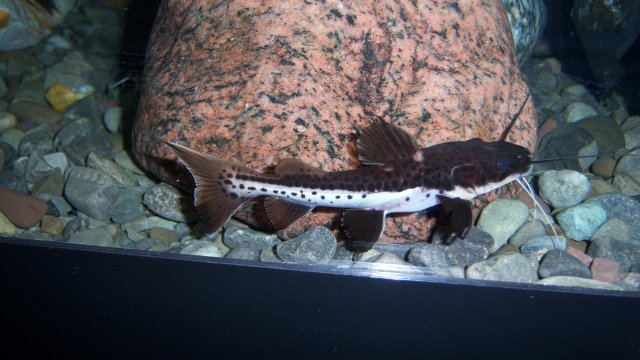 Tiger shovelnose-red tail hybrid 1.JPG Tiger shovelnose-red tail hybrid 1.JPG