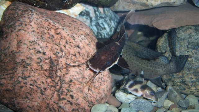 Tiger shovelnose-red tail hybrid 2.JPG Tiger shovelnose-red tail hybrid 2.JPG