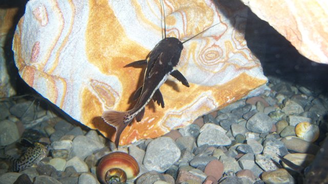 Tiger shovelnose-red tail hybrid 3.JPG Tiger shovelnose-red tail hybrid 3.JPG