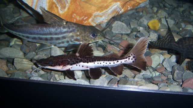 Tiger shovelnose-red tail hybrid 5.JPG