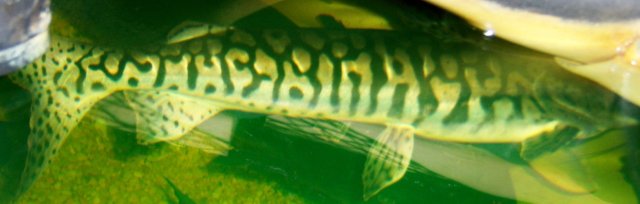 Crocateus.JPG Crocateus.JPG