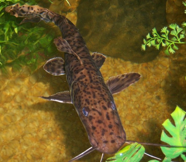 Genik 2.JPG Genik 2.JPG