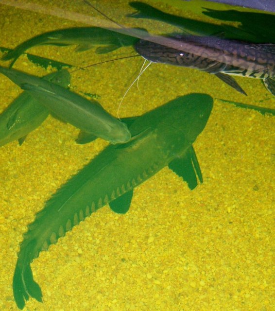 Hoover and group.JPG Hoover and group.JPG