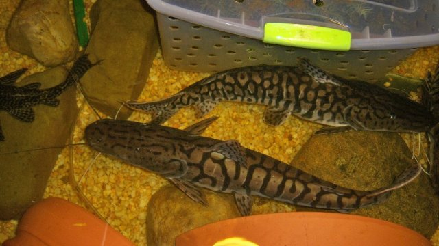 Pirat and Crocateus.JPG Pirat and Crocateus.JPG