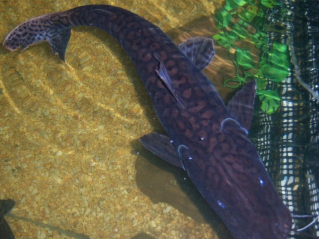 Terroristo 2.JPG Terroristo 2.JPG