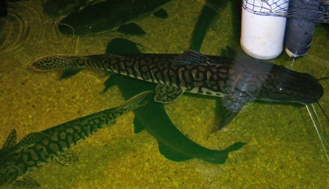 Terroristo and group.JPG Terroristo and group.JPG